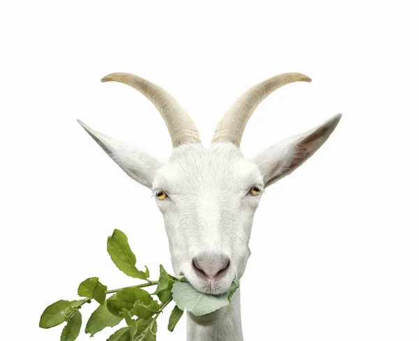 Ritratto di capra mangia erba. Isolato su bianco — Foto Stock