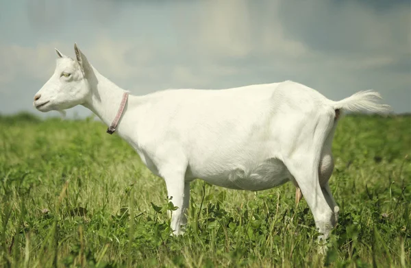 Portrait of a white goat on the meadow — Stock Photo, Image