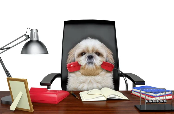 Shitzu 狗坐在皮椅上, 嘴里塞着电话。在白色上隔离 — 图库照片