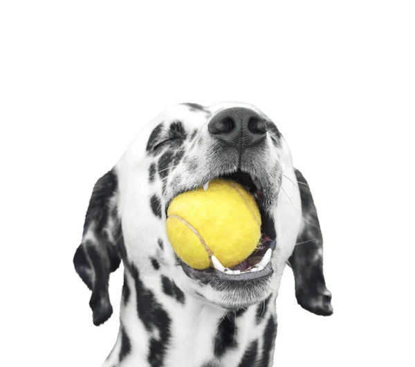 かわいいダルメシアン犬の口の中でボールを保持しています。白で隔離 — ストック写真