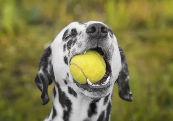 Cão dálmata bonito segurando uma bola na boca. Ao ar livre — Fotografia de Stock