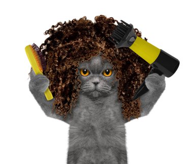 Şirin kedi salon damat Spa. Beyaz izole