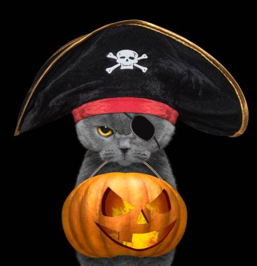 Korsan şapkalı şirin kedi siyah izole ağız - Cadılar Bayramı Balkabağı hold