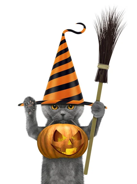 Lindo gato en divertido sombrero de celebrar la calabaza de Halloween en la boca - aislado en blanco — Foto de Stock