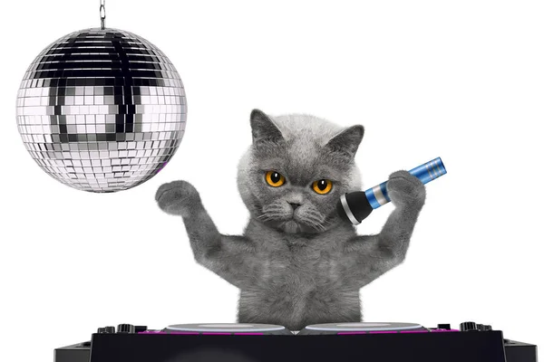 逗人喜爱的猫唱歌与话筒卡拉 ok 歌曲在夜俱乐部-被隔绝在白色 — 图库照片