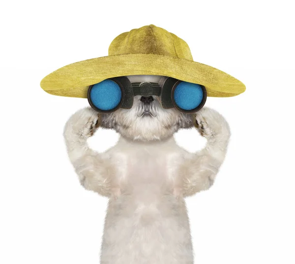 Shitzu psa w kapeluszu właśnie i obserwacji z lornetką--na białym tle — Zdjęcie stockowe