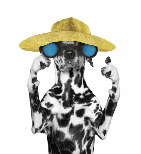 Далматинская собака в шляпе, смотрящая и наблюдающая с биноклем - изолированная на белом — стоковое фото