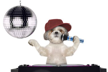 Mikrofon ile bir gece kulübünde--beyaz izole bir karaoke şarkı söylerken Shitzu köpek