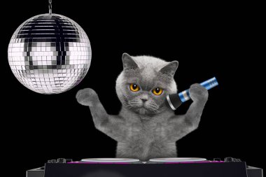 Şirin kedi mikrofon ile bir gece kulübünde--siyah izole bir karaoke şarkı söylerken