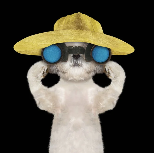 Shitzu dog in a hat looking and observing with binoculars -- isolated on black — Stock Photo, Image