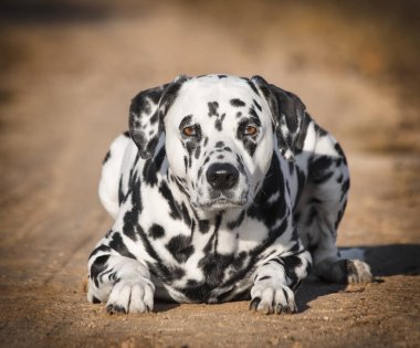 Siyah ve beyaz Dalmaçya köpeği sonbahar parkta döşeme