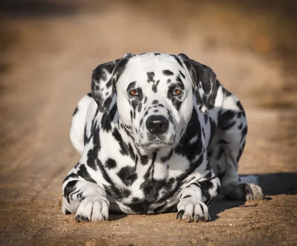 Cão dalmatian preto e branco que coloca no parque de outono — Fotografia de Stock