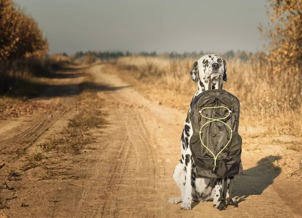 Cane dalmata con borsa o bagagli sta per inciampare — Foto Stock