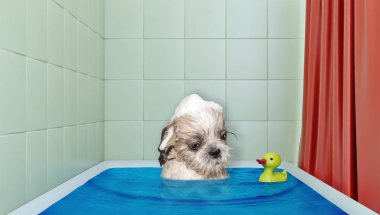 Şirin shitzu köpek ördek oyuncak ile banyoda