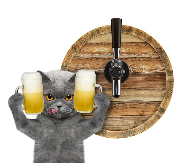 Gato bonito com um copo de cerveja e barril. isolado em branco — Fotografia de Stock