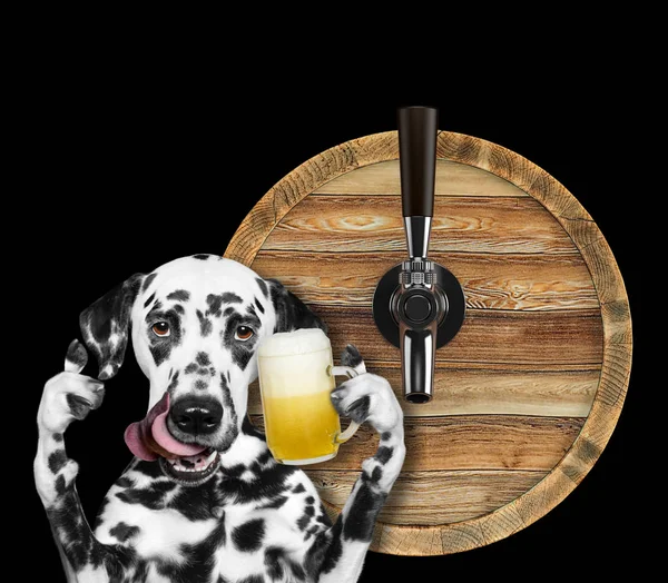 Cute dalmatian dog with a glass of beer and barrel. isolated on black background