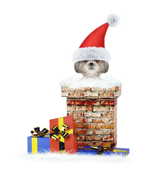 Glücklicher Shitzu-Weihnachtsmann-Hund klettert aus Schornstein. isoliert auf weiß — Stockfoto