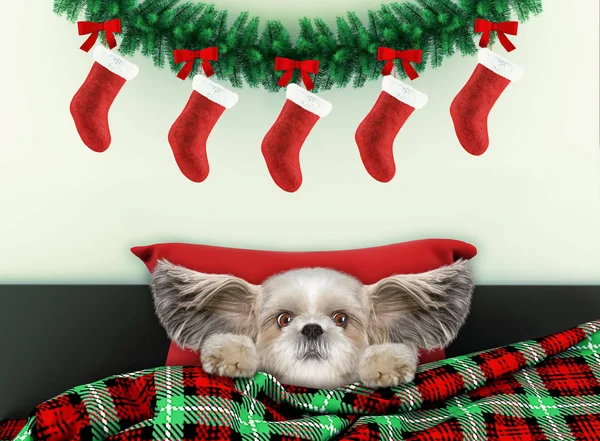 Yeni yıl oturma odası için Noel Baba kostüm giyen sevimli shitzu köpek ile dekore edilmiştir. — Stok fotoğraf