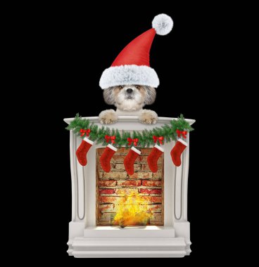 Shitzu santa köpeğe şömine. Siyah izole
