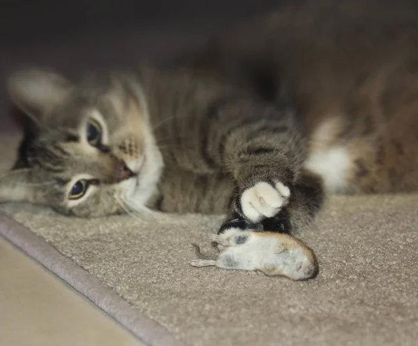 Lustige schöne Katze spielt mit einer Maus. Selektiver Fokus. Fokus auf Maus — Stockfoto