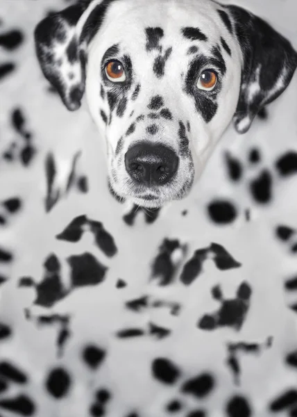 Συνεδρίαση σκυλί Δαλματίας και εξετάζοντας τη φωτογραφική μηχανή — Φωτογραφία Αρχείου