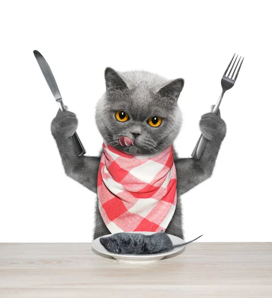 Aç kedi bir fare yiyip bitirecek. Beyaz izole