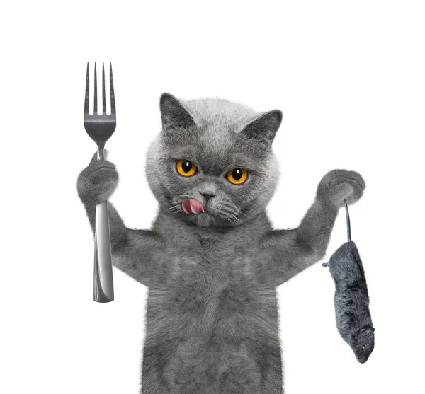 Hladová kočka bude jíst myš. Izolované na bílém — Stock fotografie