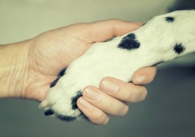 Dalmaçya köpek pençe kalp ve insan eli şeklinde bir nokta ile kapatın. Dostluk, güven ve sevgi köpek ile sahibi arasındaki