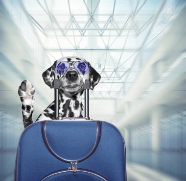 Dalmaçyalı köpek mavi bavulla havaalanında bekliyor. 3d render