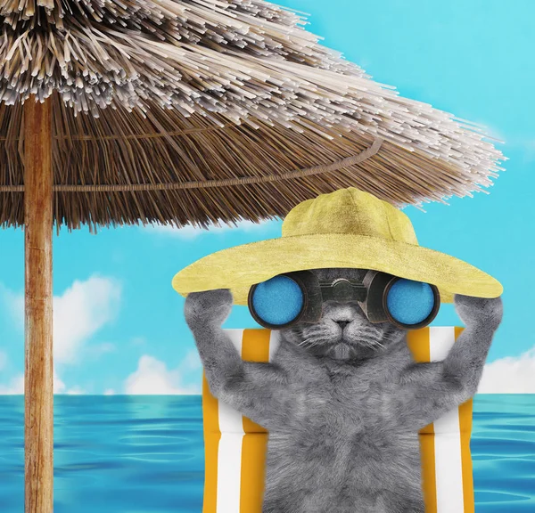 Cute cat sunbathing on a beach chair and looking through binoculars. 3d render — Stock Photo, Image