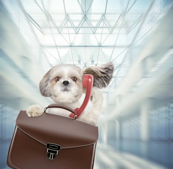 Shitzu dog waits at the airport with brown suitcase and phone