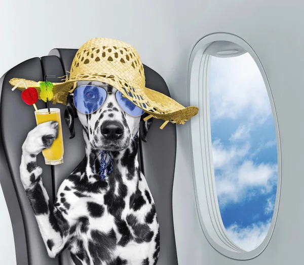 Cute dalmatian dog on board of airplain with juice