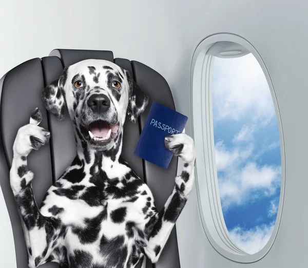 Dalmatian dog on board of airplain with passport