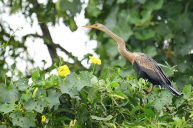 Doğulu bir Darter canlı yeşil yaprakların ve sarı çiçeklerin arasına tünemiş, parlak koyu renkli vücudu, uzun S şeklinde boynu ve gür doğal arkaplana karşı çarpıcı bir siluet yaratan gagası..