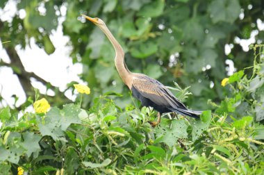 Doğulu bir Darter canlı yeşil yaprakların ve sarı çiçeklerin arasına tünemiş, parlak koyu renkli vücudu, uzun S şeklinde boynu ve gür doğal arkaplana karşı çarpıcı bir siluet yaratan gagası..