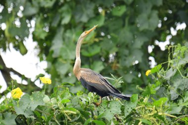 Doğulu bir Darter canlı yeşil yaprakların ve sarı çiçeklerin arasına tünemiş, parlak koyu renkli vücudu, uzun S şeklinde boynu ve gür doğal arkaplana karşı çarpıcı bir siluet yaratan gagası..