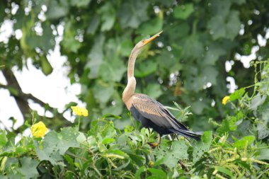 Doğulu bir Darter canlı yeşil yaprakların ve sarı çiçeklerin arasına tünemiş, parlak koyu renkli vücudu, uzun S şeklinde boynu ve gür doğal arkaplana karşı çarpıcı bir siluet yaratan gagası..