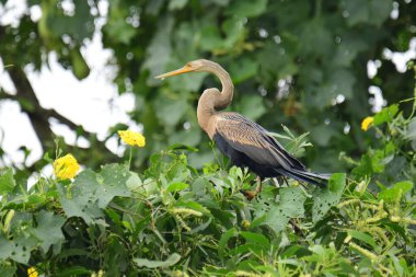 Doğulu bir Darter canlı yeşil yaprakların ve sarı çiçeklerin arasına tünemiş, parlak koyu renkli vücudu, uzun S şeklinde boynu ve gür doğal arkaplana karşı çarpıcı bir siluet yaratan gagası..