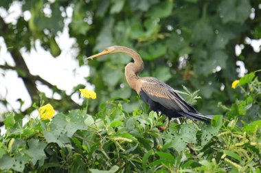 Doğulu bir Darter canlı yeşil yaprakların ve sarı çiçeklerin arasına tünemiş, parlak koyu renkli vücudu, uzun S şeklinde boynu ve gür doğal arkaplana karşı çarpıcı bir siluet yaratan gagası..