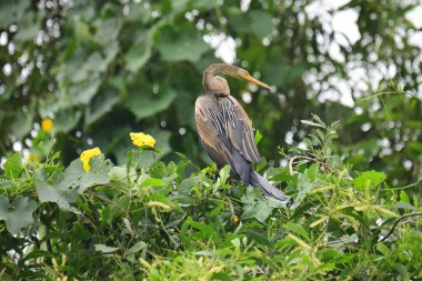 Doğulu bir Darter canlı yeşil yaprakların ve sarı çiçeklerin arasına tünemiş, parlak koyu renkli vücudu, uzun S şeklinde boynu ve gür doğal arkaplana karşı çarpıcı bir siluet yaratan gagası..