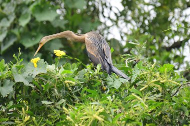 Doğulu bir Darter canlı yeşil yaprakların ve sarı çiçeklerin arasına tünemiş, parlak koyu renkli vücudu, uzun S şeklinde boynu ve gür doğal arkaplana karşı çarpıcı bir siluet yaratan gagası..