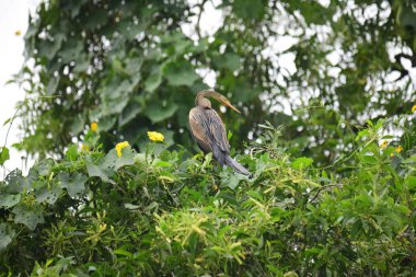 Doğulu bir Darter canlı yeşil yaprakların ve sarı çiçeklerin arasına tünemiş, parlak koyu renkli vücudu, uzun S şeklinde boynu ve gür doğal arkaplana karşı çarpıcı bir siluet yaratan gagası..