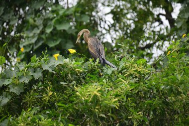 Doğulu bir Darter canlı yeşil yaprakların ve sarı çiçeklerin arasına tünemiş, parlak koyu renkli vücudu, uzun S şeklinde boynu ve gür doğal arkaplana karşı çarpıcı bir siluet yaratan gagası..