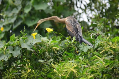 Doğulu bir Darter canlı yeşil yaprakların ve sarı çiçeklerin arasına tünemiş, parlak koyu renkli vücudu, uzun S şeklinde boynu ve gür doğal arkaplana karşı çarpıcı bir siluet yaratan gagası..