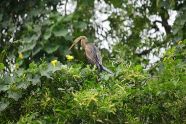 Doğulu bir Darter canlı yeşil yaprakların ve sarı çiçeklerin arasına tünemiş, parlak koyu renkli vücudu, uzun S şeklinde boynu ve gür doğal arkaplana karşı çarpıcı bir siluet yaratan gagası..