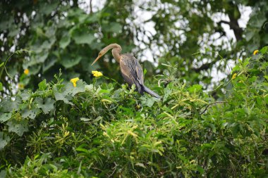 Doğulu bir Darter canlı yeşil yaprakların ve sarı çiçeklerin arasına tünemiş, parlak koyu renkli vücudu, uzun S şeklinde boynu ve gür doğal arkaplana karşı çarpıcı bir siluet yaratan gagası..