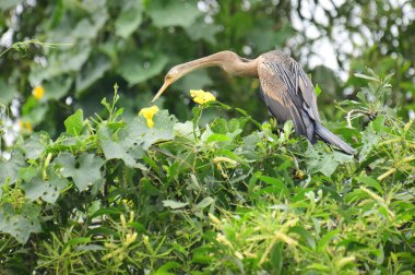 Doğulu bir Darter canlı yeşil yaprakların ve sarı çiçeklerin arasına tünemiş, parlak koyu renkli vücudu, uzun S şeklinde boynu ve gür doğal arkaplana karşı çarpıcı bir siluet yaratan gagası..