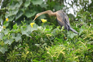 Doğulu bir Darter canlı yeşil yaprakların ve sarı çiçeklerin arasına tünemiş, parlak koyu renkli vücudu, uzun S şeklinde boynu ve gür doğal arkaplana karşı çarpıcı bir siluet yaratan gagası..