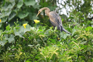 Doğulu bir Darter canlı yeşil yaprakların ve sarı çiçeklerin arasına tünemiş, parlak koyu renkli vücudu, uzun S şeklinde boynu ve gür doğal arkaplana karşı çarpıcı bir siluet yaratan gagası..