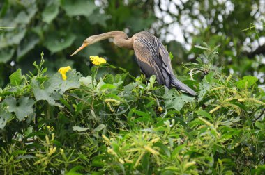 Doğulu bir Darter canlı yeşil yaprakların ve sarı çiçeklerin arasına tünemiş, parlak koyu renkli vücudu, uzun S şeklinde boynu ve gür doğal arkaplana karşı çarpıcı bir siluet yaratan gagası..